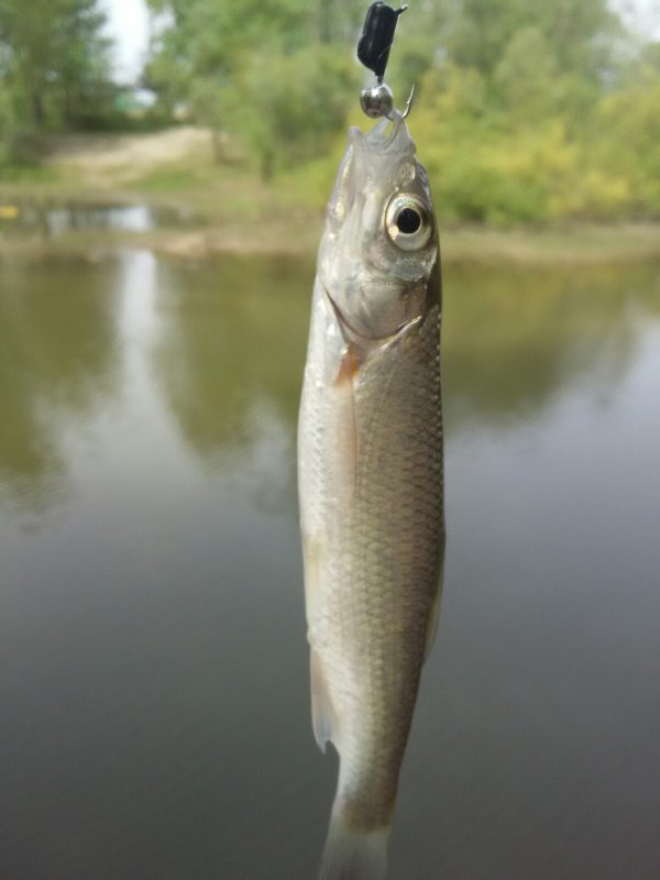 Бель