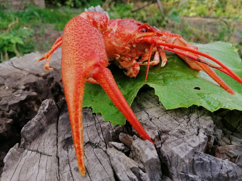 Варёный красавчик