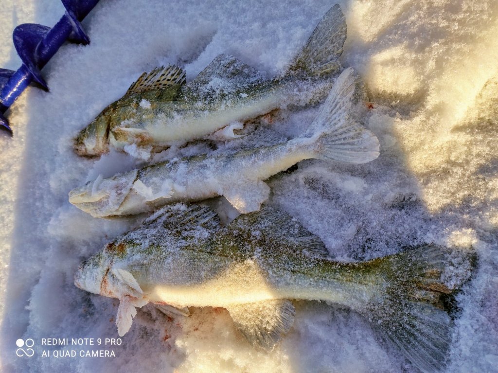 Скромный улов с морских просторов ?