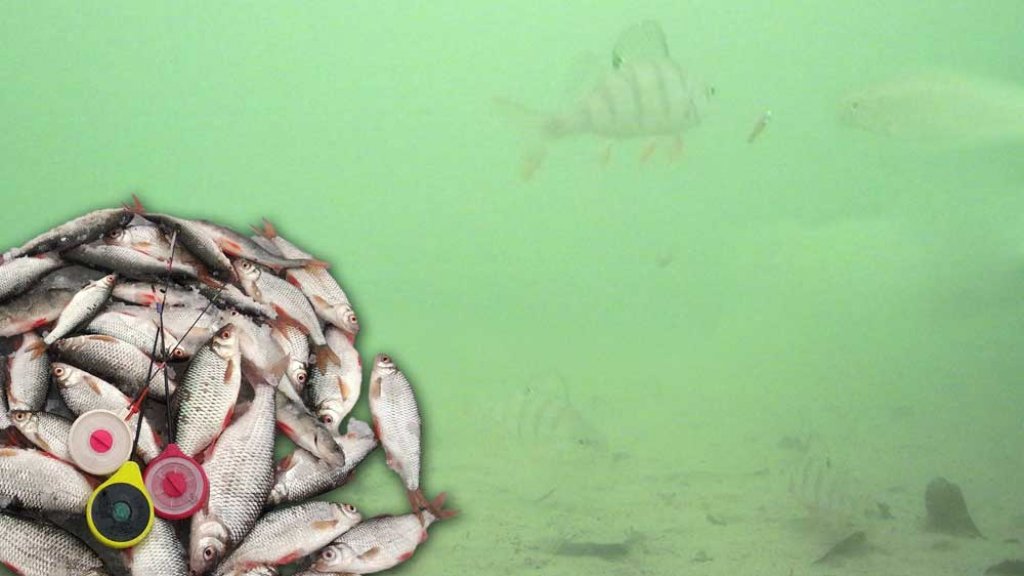 Ловля плоты зимой на мормышку со льда, подводная съёмка