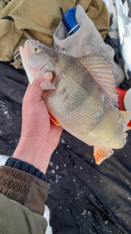 ОВХ. Морской размер.