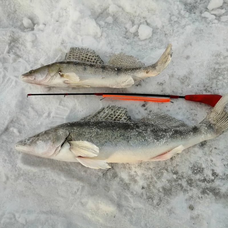 Городские судачки на Rapala