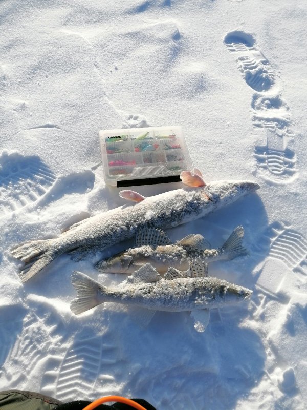 Морозные рыбки)