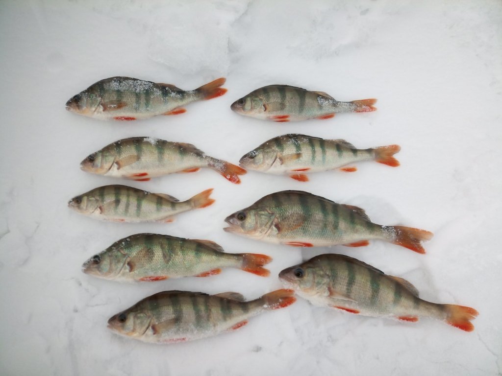 Красавцы с ОВХ.