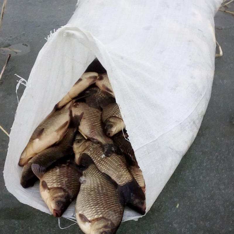 Чаны. Карась, мормышка, весна.