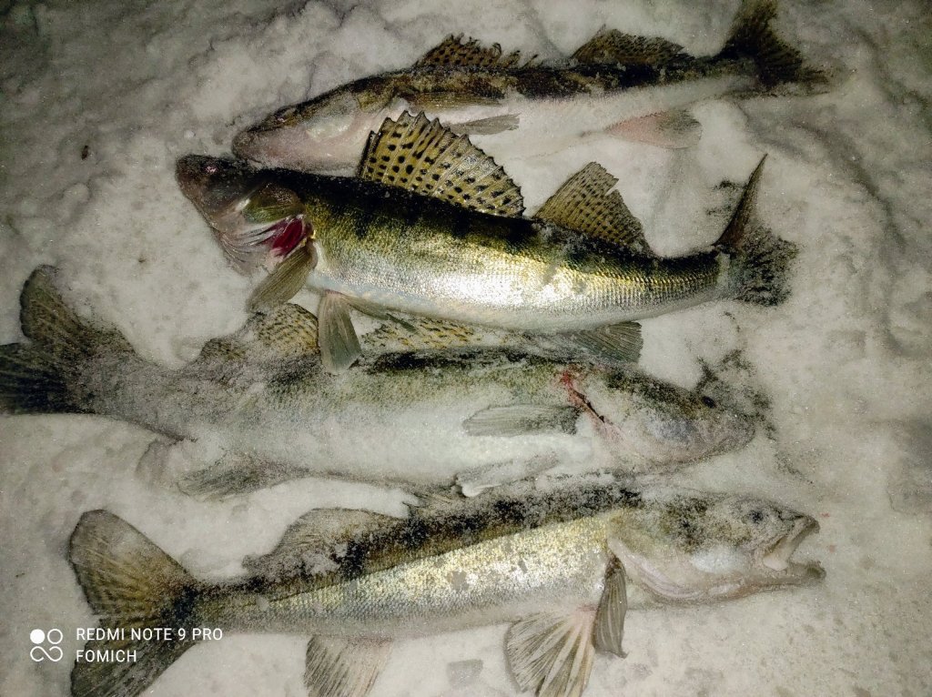 Речные клыкастики.