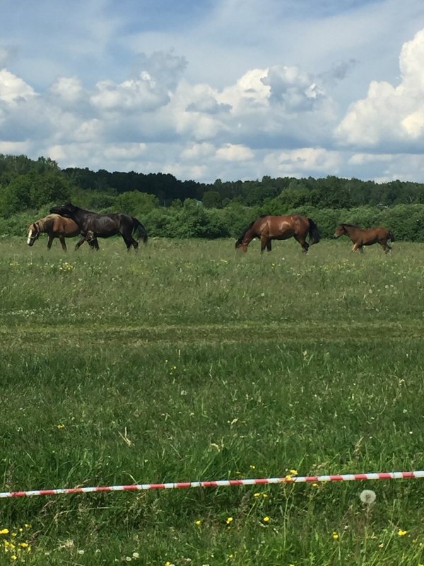 Лошадки