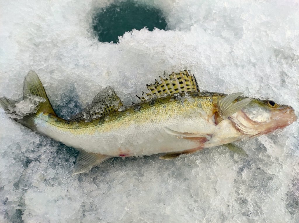 Морской кабанчик)