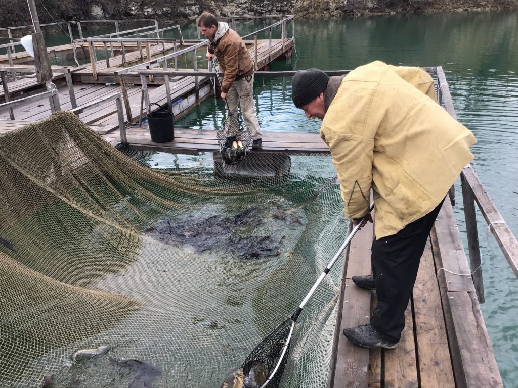 Зарыбление на « Изумрудном «.