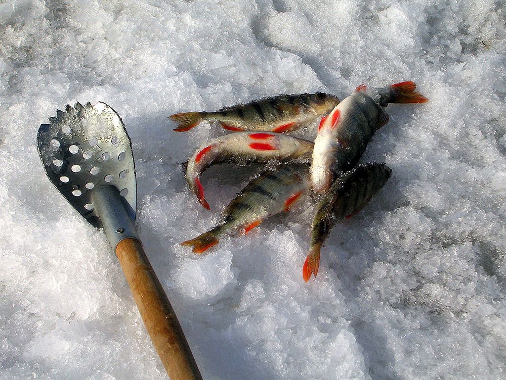 Итог дня на Умовской косе.