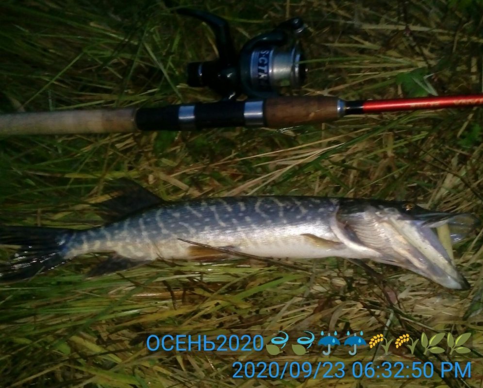 #щука на #спиннинг с берега