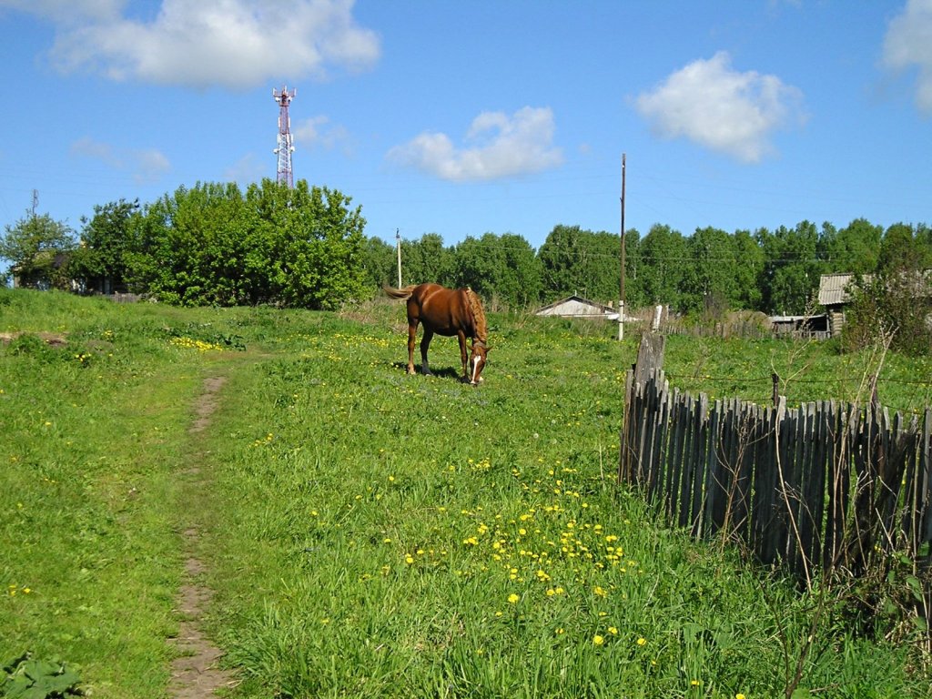 Десять лет назад и трава зеленее была... И кони были...