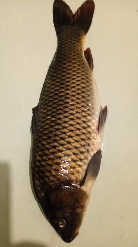 Чановский Красавец