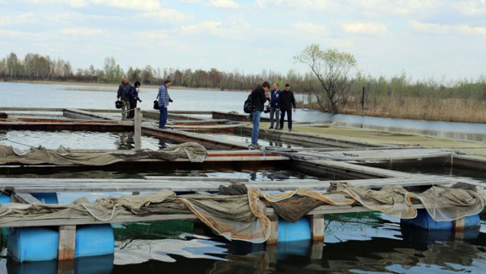 В НСО вырастили новый вид рыбы