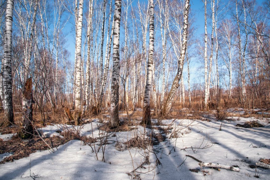 Весенний лес