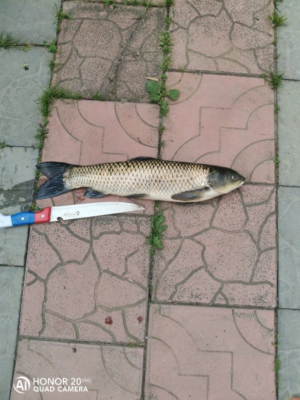 2.6кг