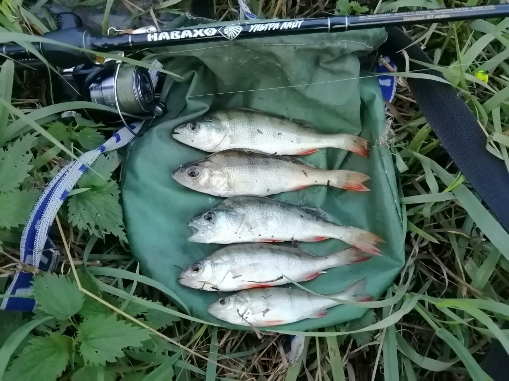 На мормышку.