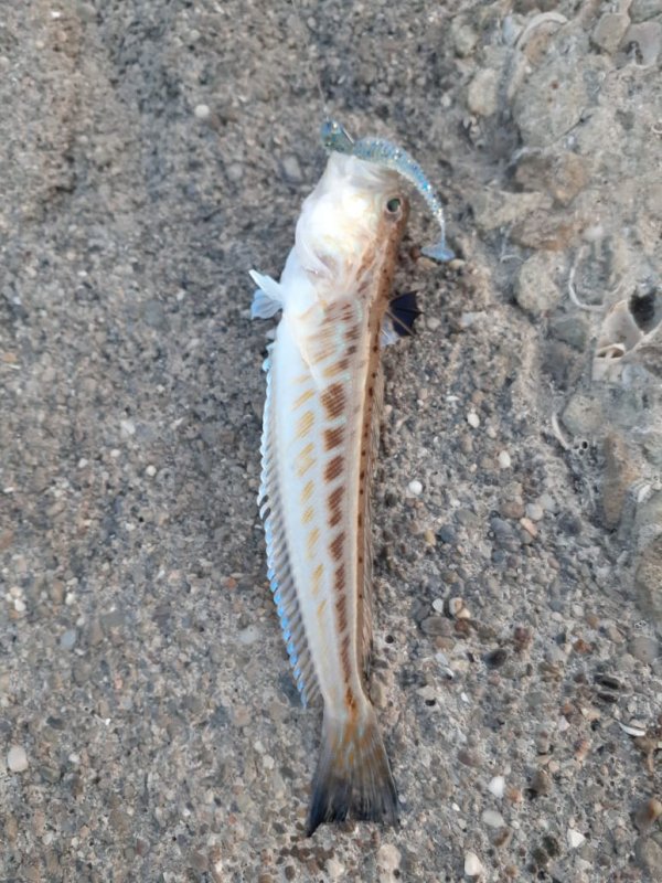 Морской дракончик