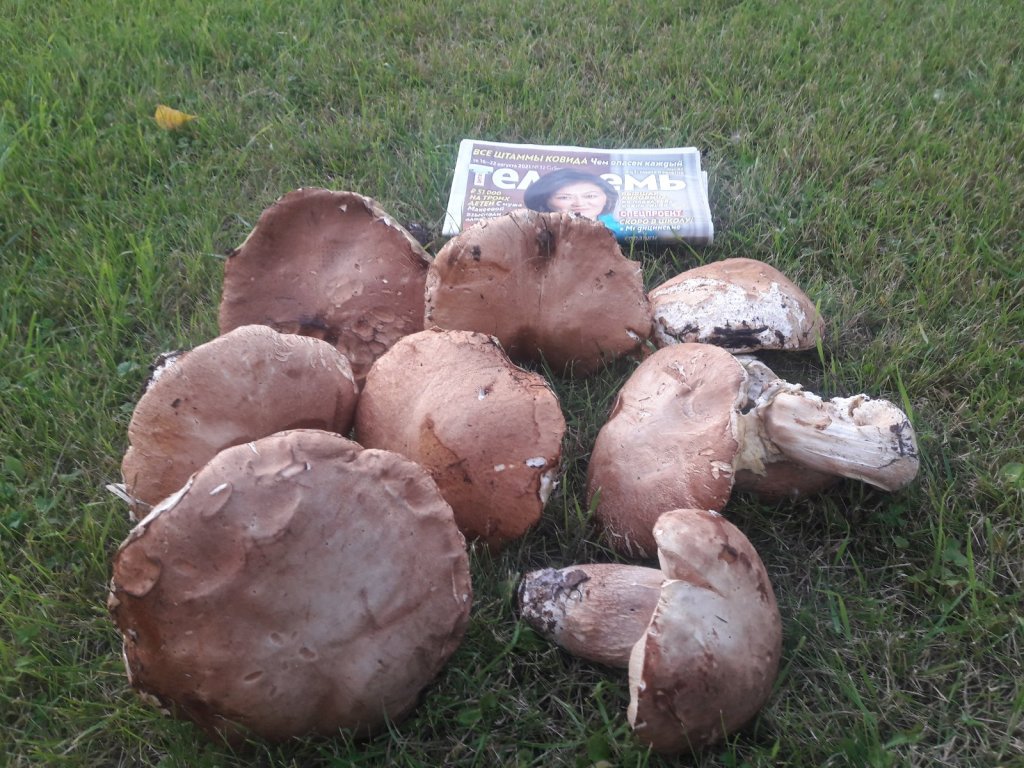 Монстры