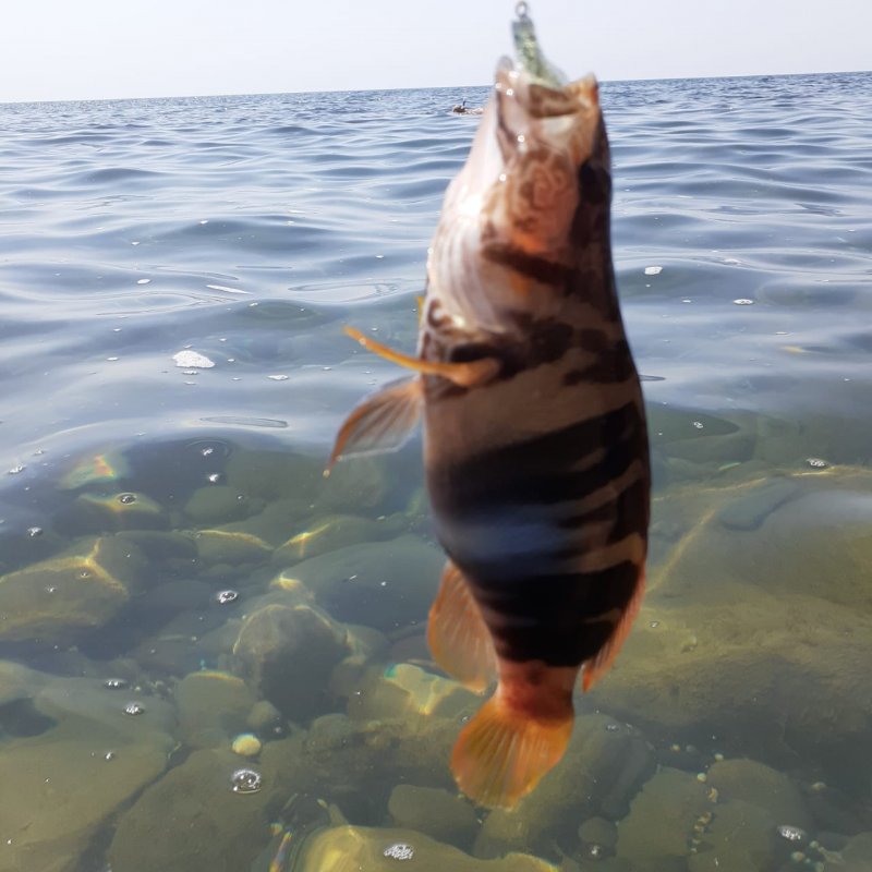 Морской окунь