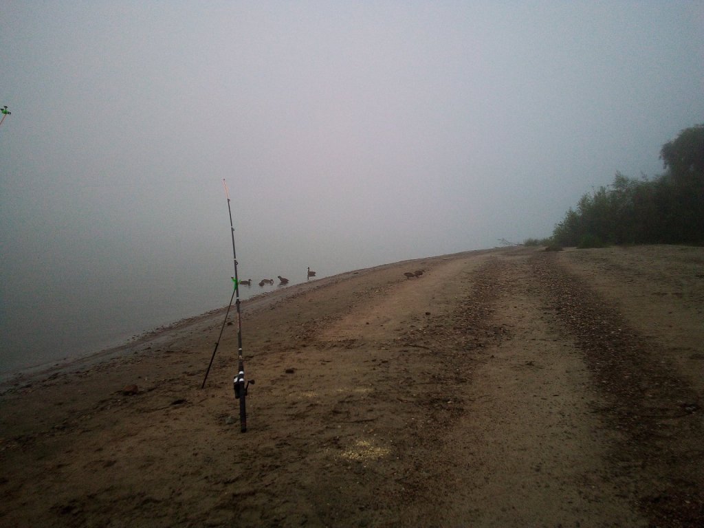 Утренние гости.