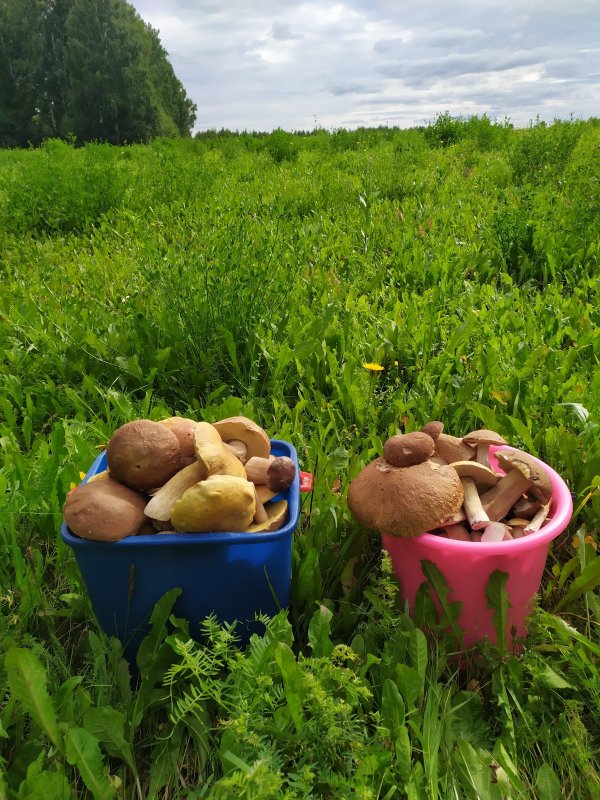 Белые клюют))