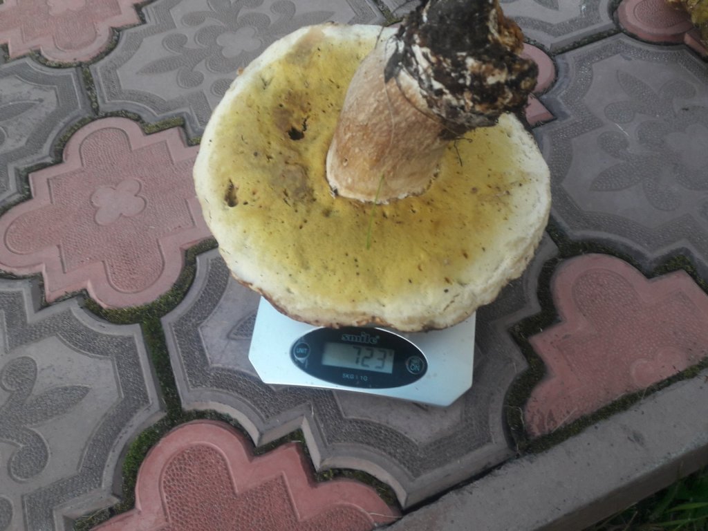 Грибочек