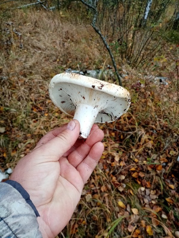 Модный груздь.