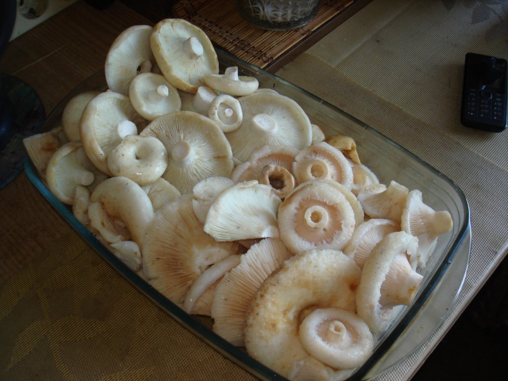 засолочный вариант