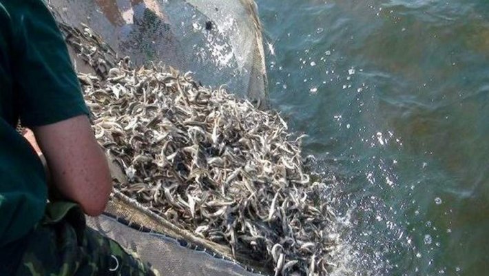В Обь выпустили мальков муксуна и нельмы