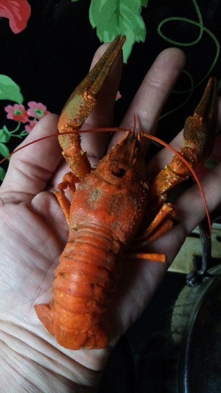 Красавец