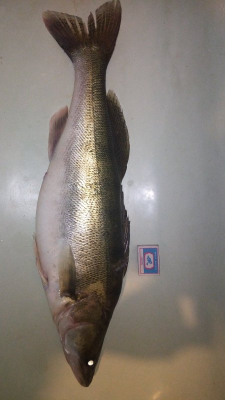 Предводитель