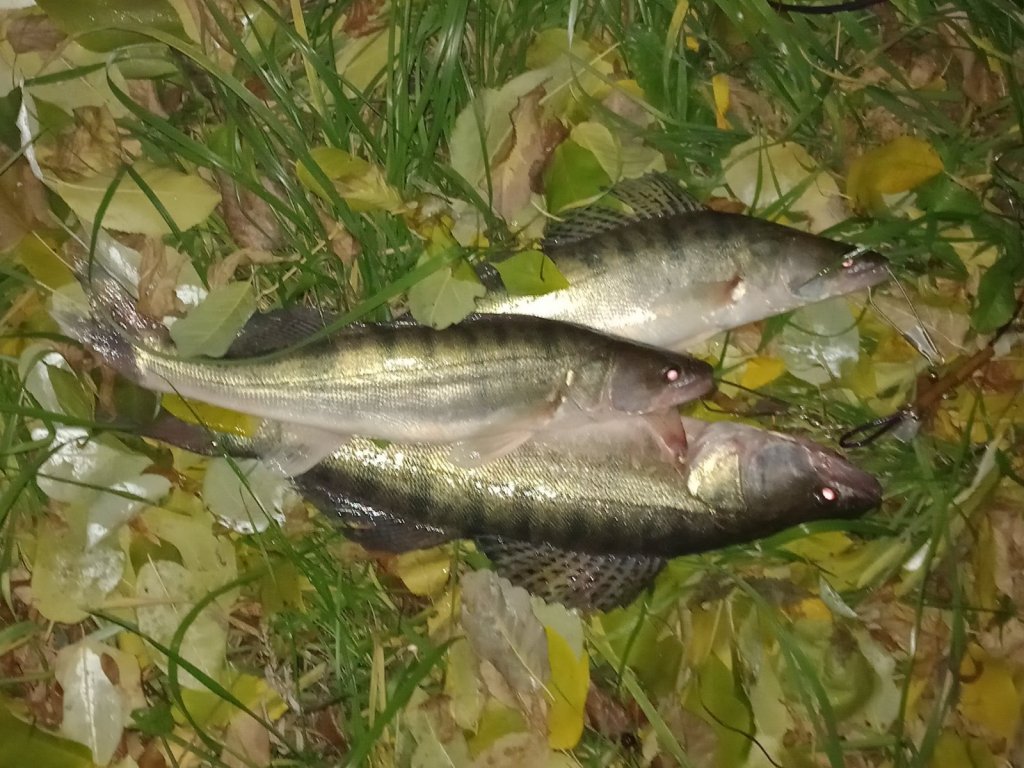 Краски осени