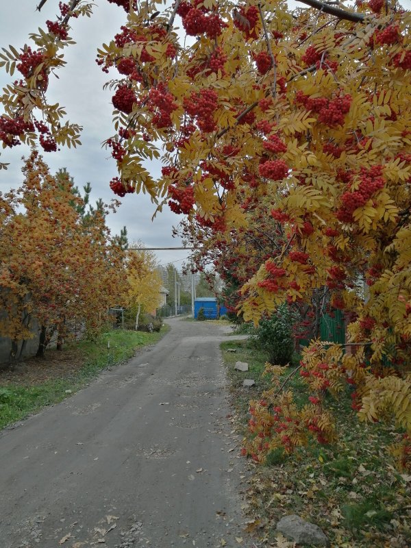 Дорога к озеру.