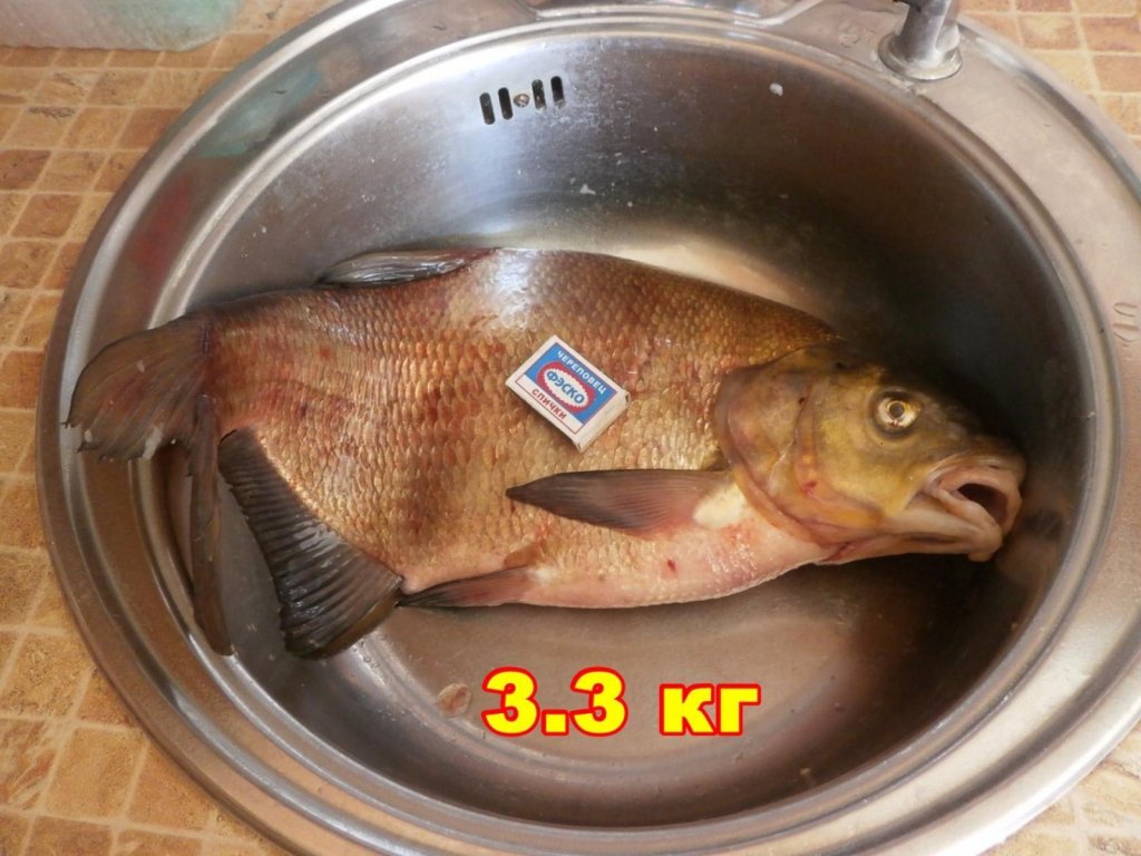 Лещ 3.3 кг