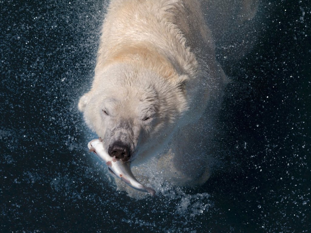 Белый охотник
