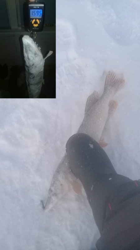 Кусь...