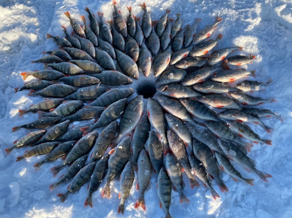 Скважина с окунями