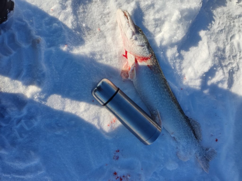 Зубастая