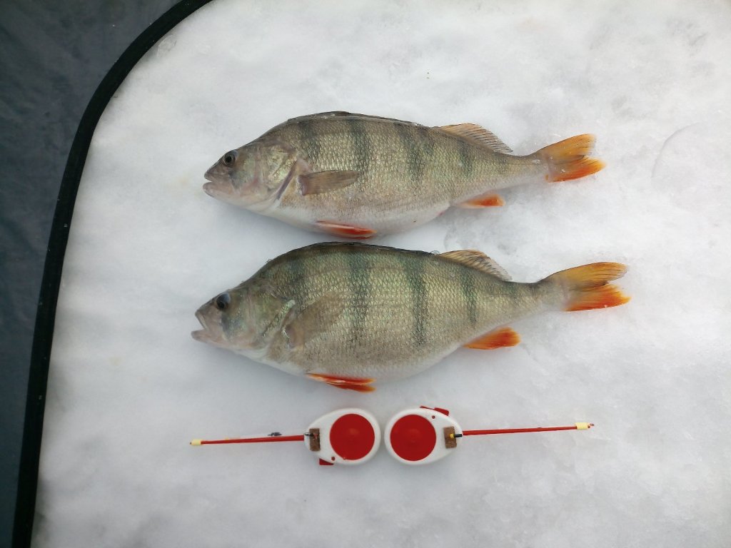 Морские, 920 и 800 гр.
