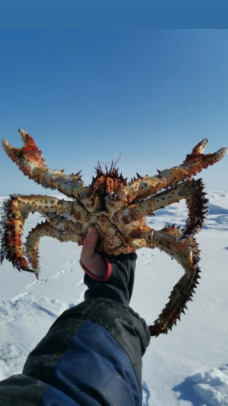 Королевский