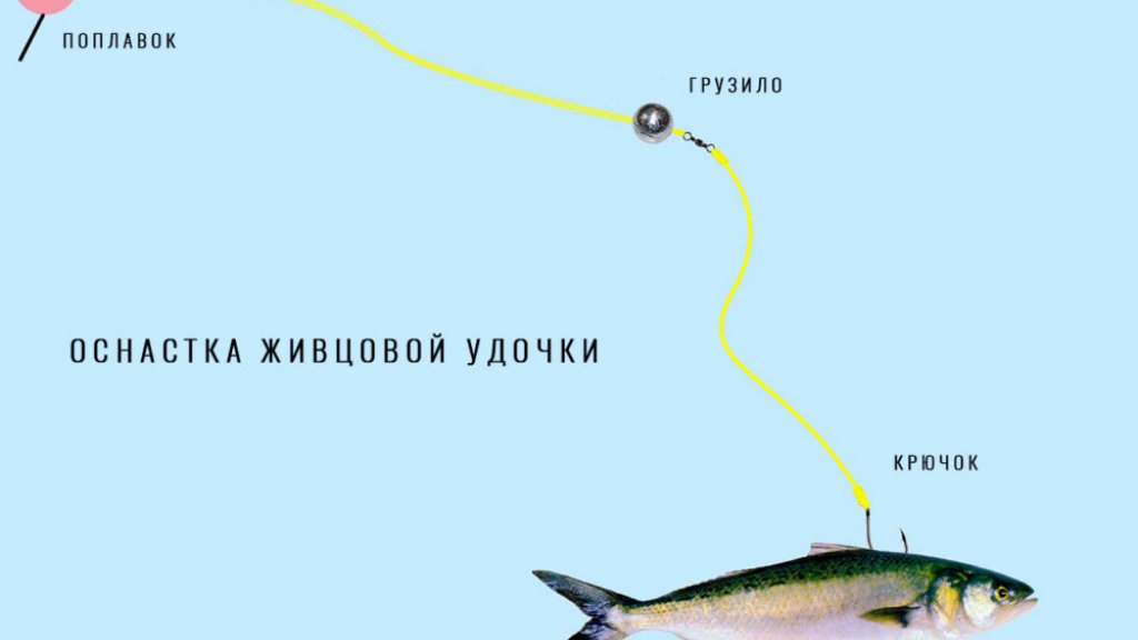Ловля щуки на живца летом