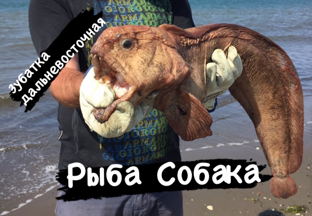 Рыба Собака