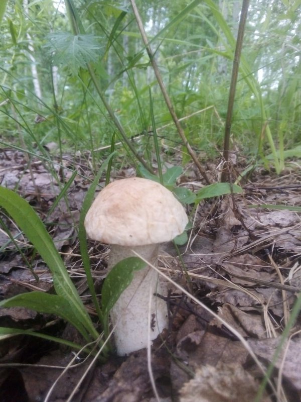 Свеженький