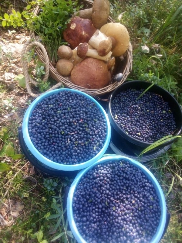 На вареники черники собрали,  и немного беленьких ???
