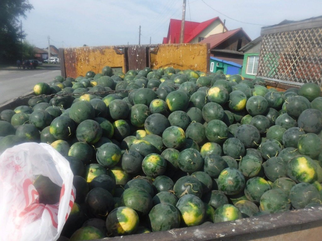 Кротовские арбузы