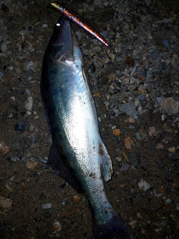 "Дежурный")) по реке.