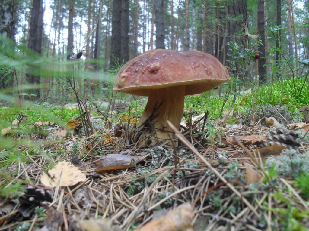 "белые" в Сузуне