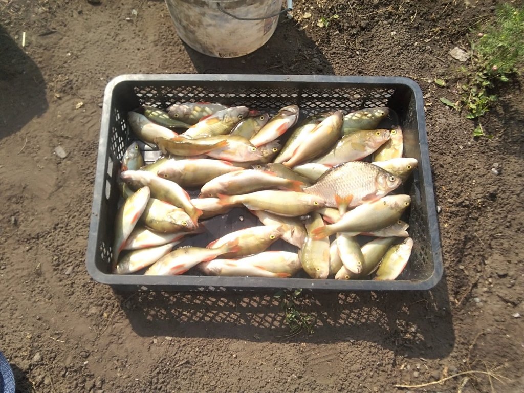 Карасукский окунек. 09.0822.