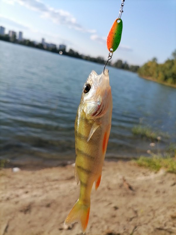 Полосатая "форель" :)